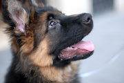chien
