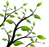feuilles