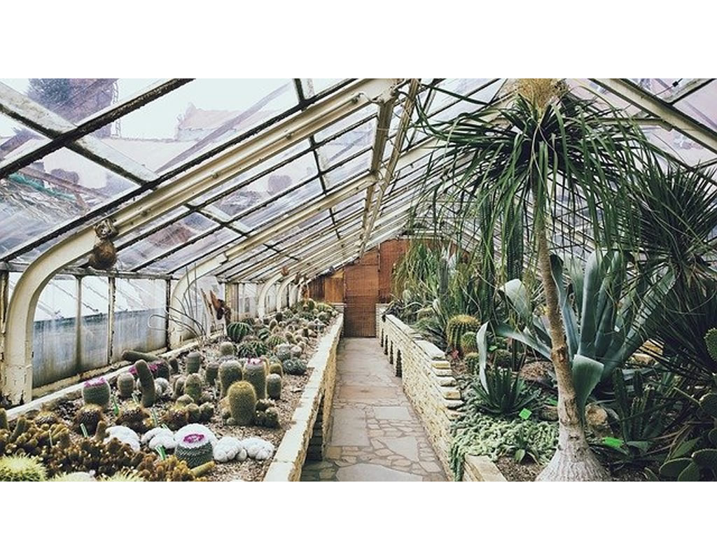 Serre avec des plantes et des cactus
