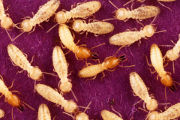 Un groupe de termites